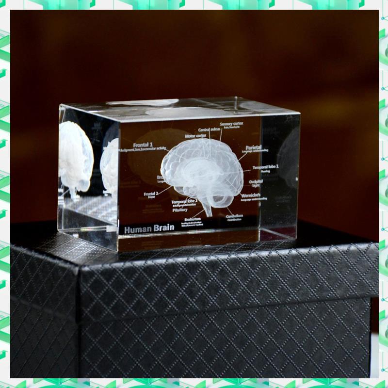 Art And Craft Science - FIZP Crystal 3D Brain Anatomical Model