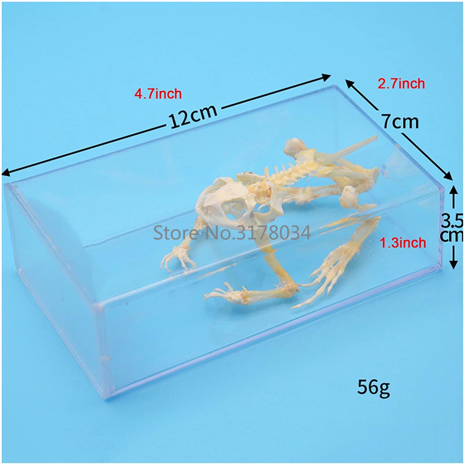 Animal Skeleton Model Frog Bon - Art And Craft Science review and price