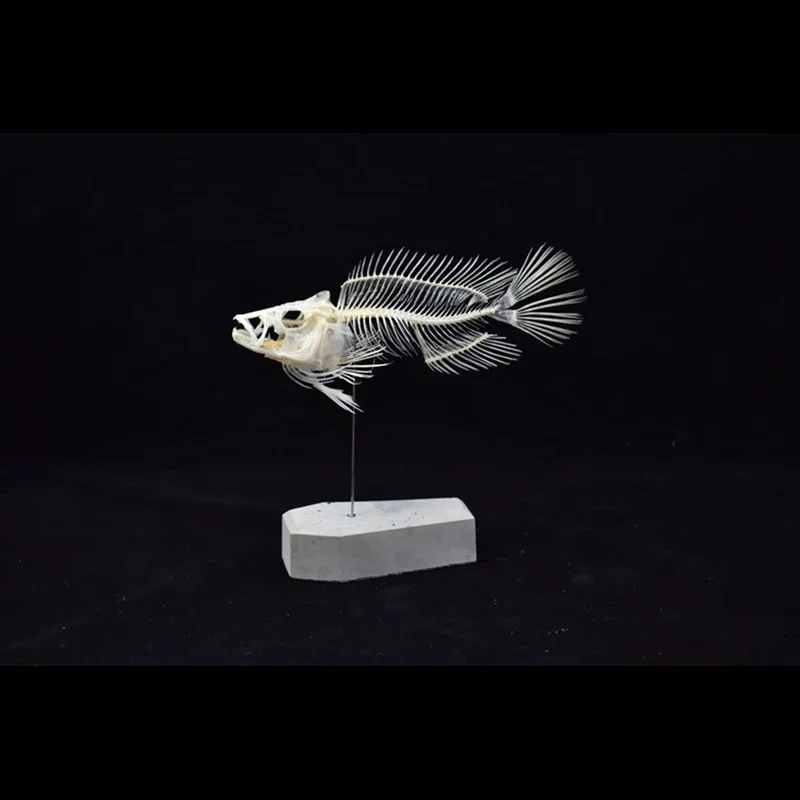 2043 Boutique Grouper Fish Ske - Art And Craft Science review and price