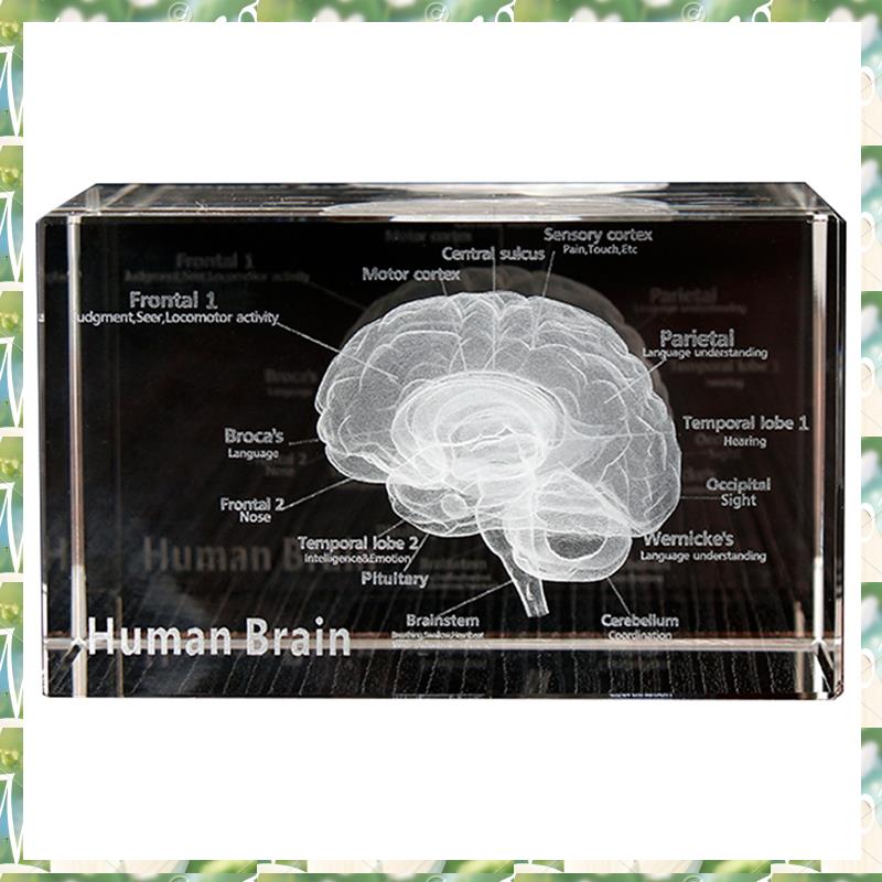 FIZP Crystal 3D Brain Anatomic - Art And Craft Science review and price