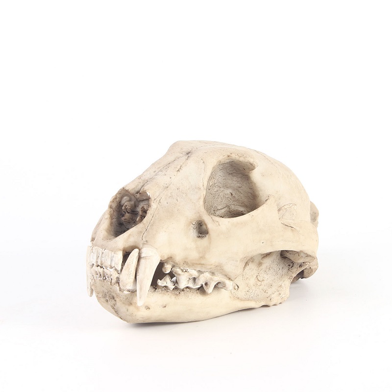 Leopard Skull Model Resin Craf - Art Craft Zoo review and price