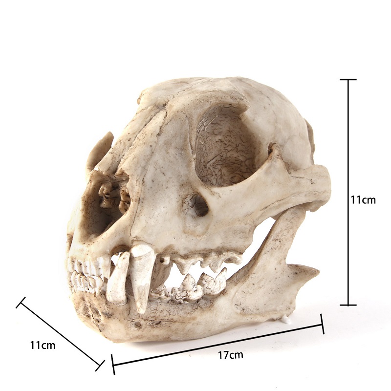 Leopard Skull Model Resin Craf - Art Craft Zoo review and price