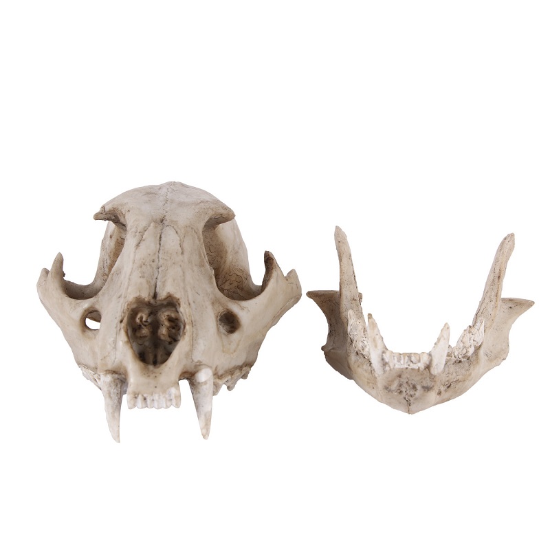 Leopard Skull Model Resin Craf - Art Craft Zoo review and price