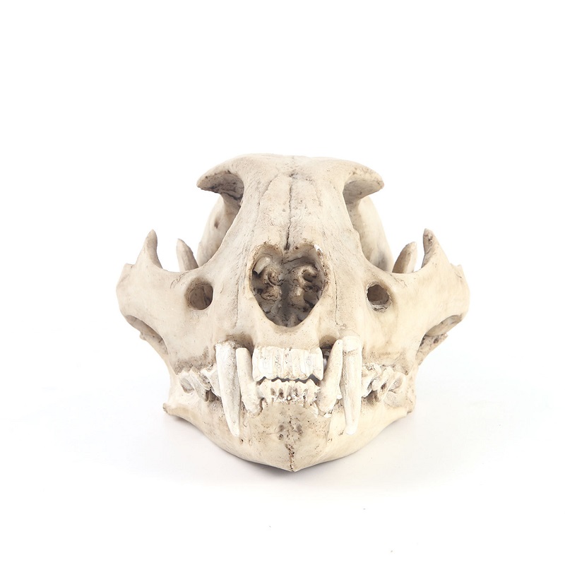 Leopard Skull Model Resin Craf - Art Craft Zoo review and price