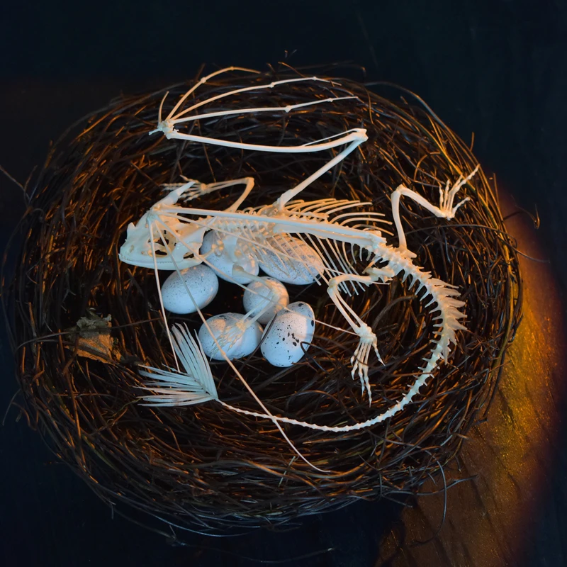 2125 Toothless Dragon Skeleton - Art And Craft Science review and price